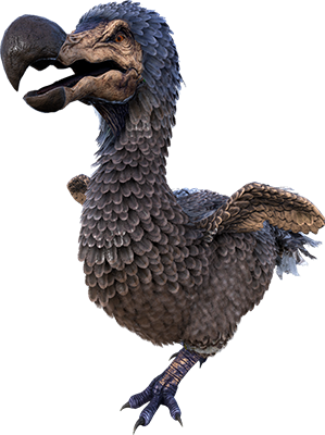 dodo